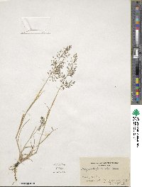 Eragrostis minor image