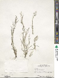 Eragrostis minor image