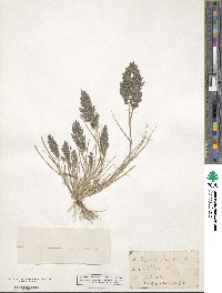 Eragrostis minor image