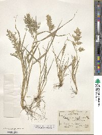 Eragrostis cilianensis image