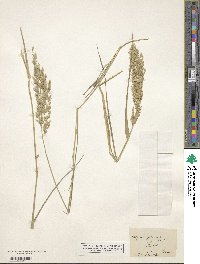 Eragrostis minor image