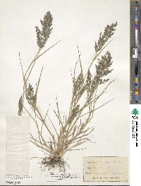 Eragrostis minor image