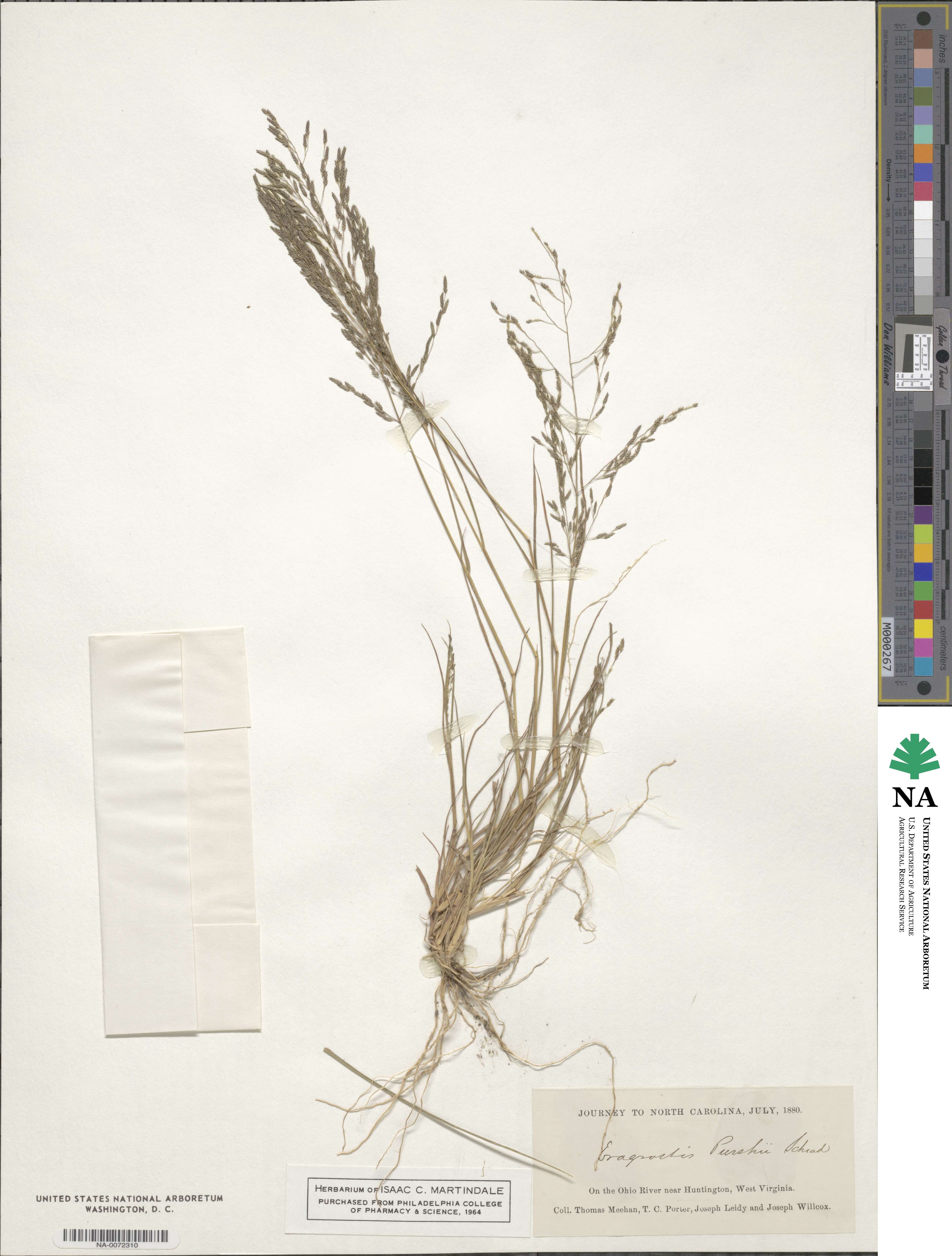 Eragrostis image