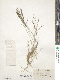 Eragrostis pectinacea image