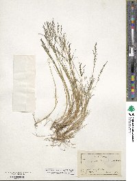 Eragrostis pectinacea image