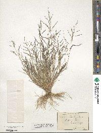 Eragrostis pectinacea image