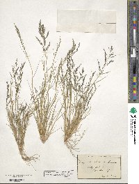 Eragrostis pectinacea image