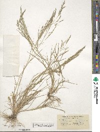 Eragrostis pectinacea image