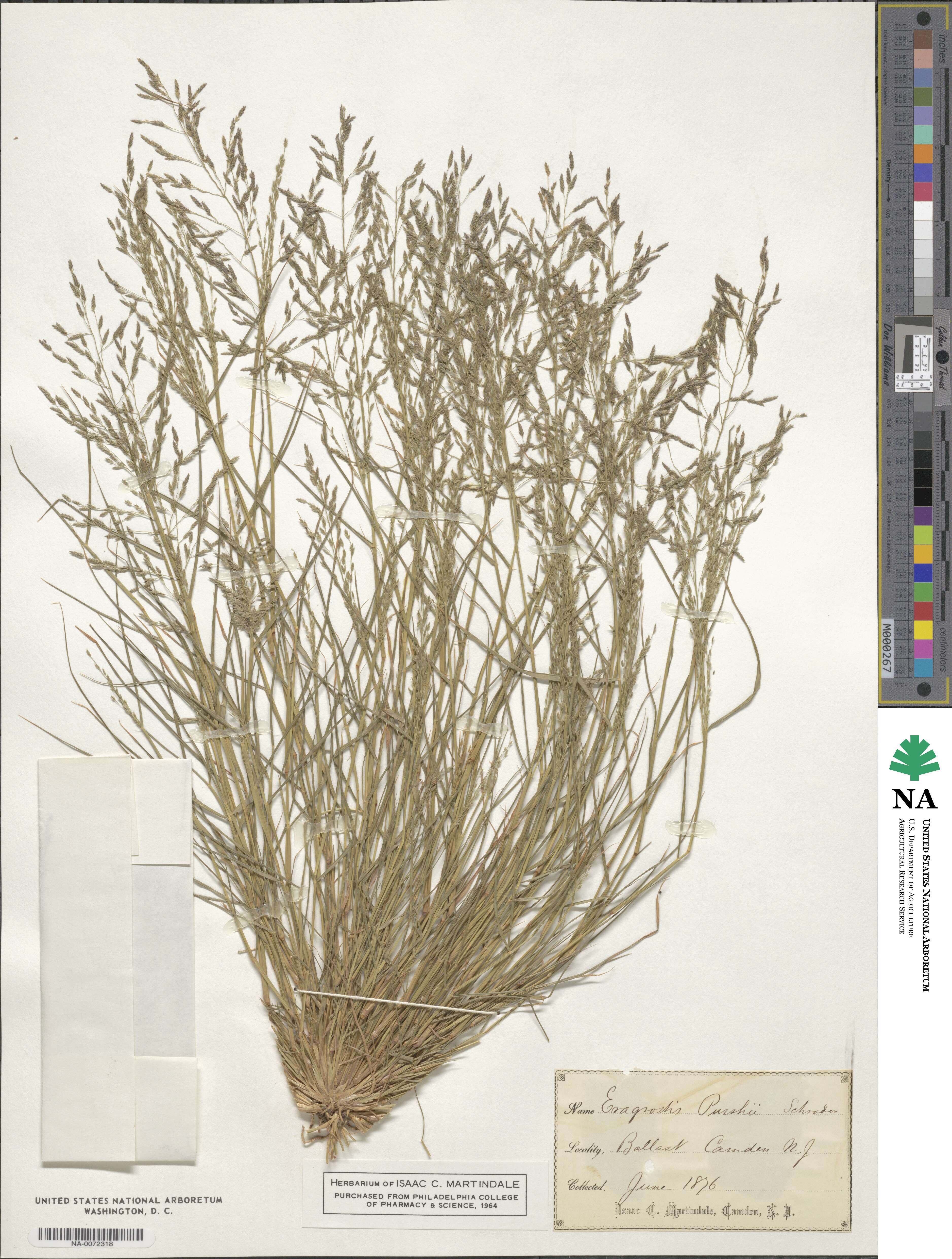 Eragrostis pectinacea image