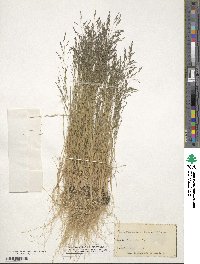 Eragrostis pectinacea image