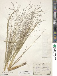 Eragrostis pectinacea image