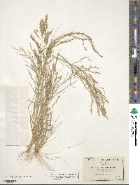 Eragrostis pectinacea image