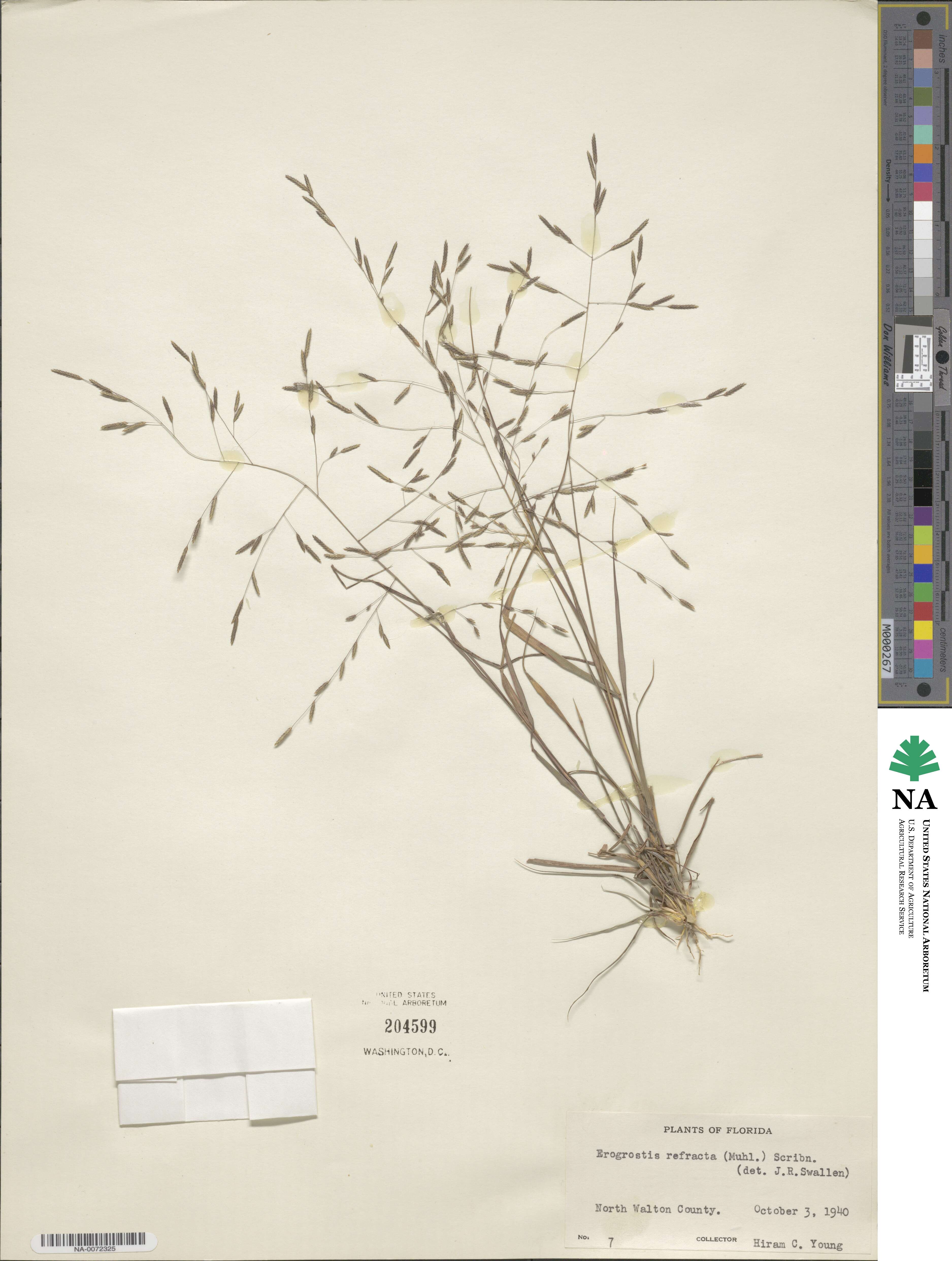 Eragrostis refracta image