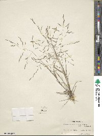 Eragrostis refracta image