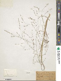 Eragrostis refracta image