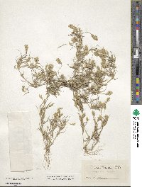 Eragrostis reptans image