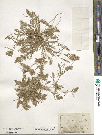 Eragrostis reptans image