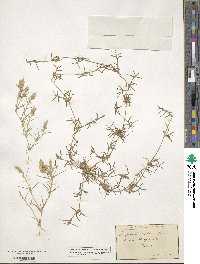 Eragrostis reptans image