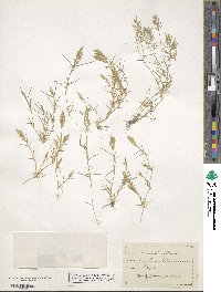 Eragrostis reptans image