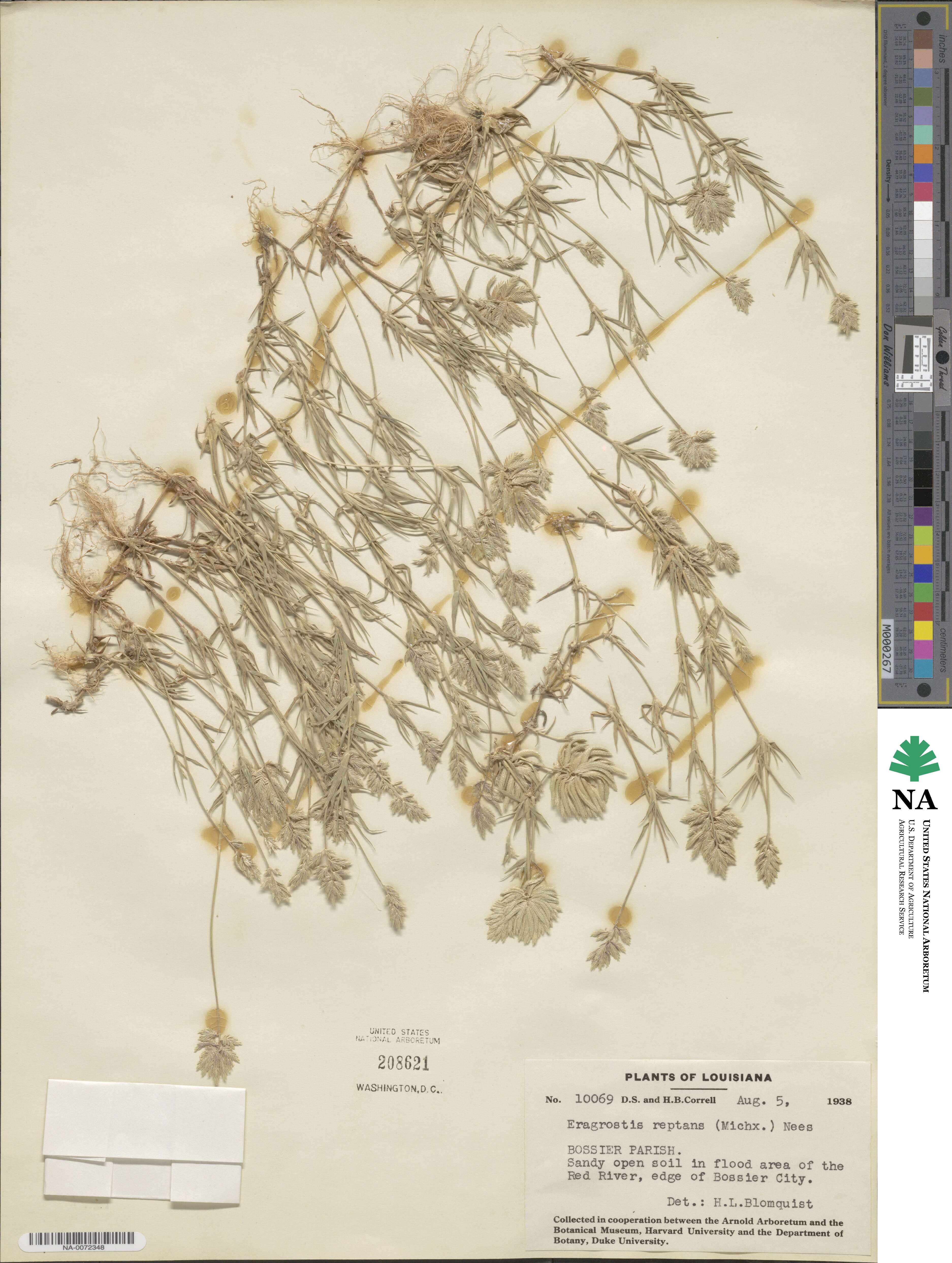 Eragrostis reptans image
