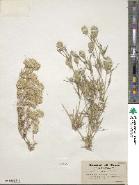 Eragrostis reptans image