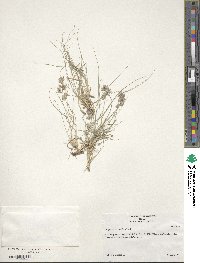 Eragrostis secundiflora image