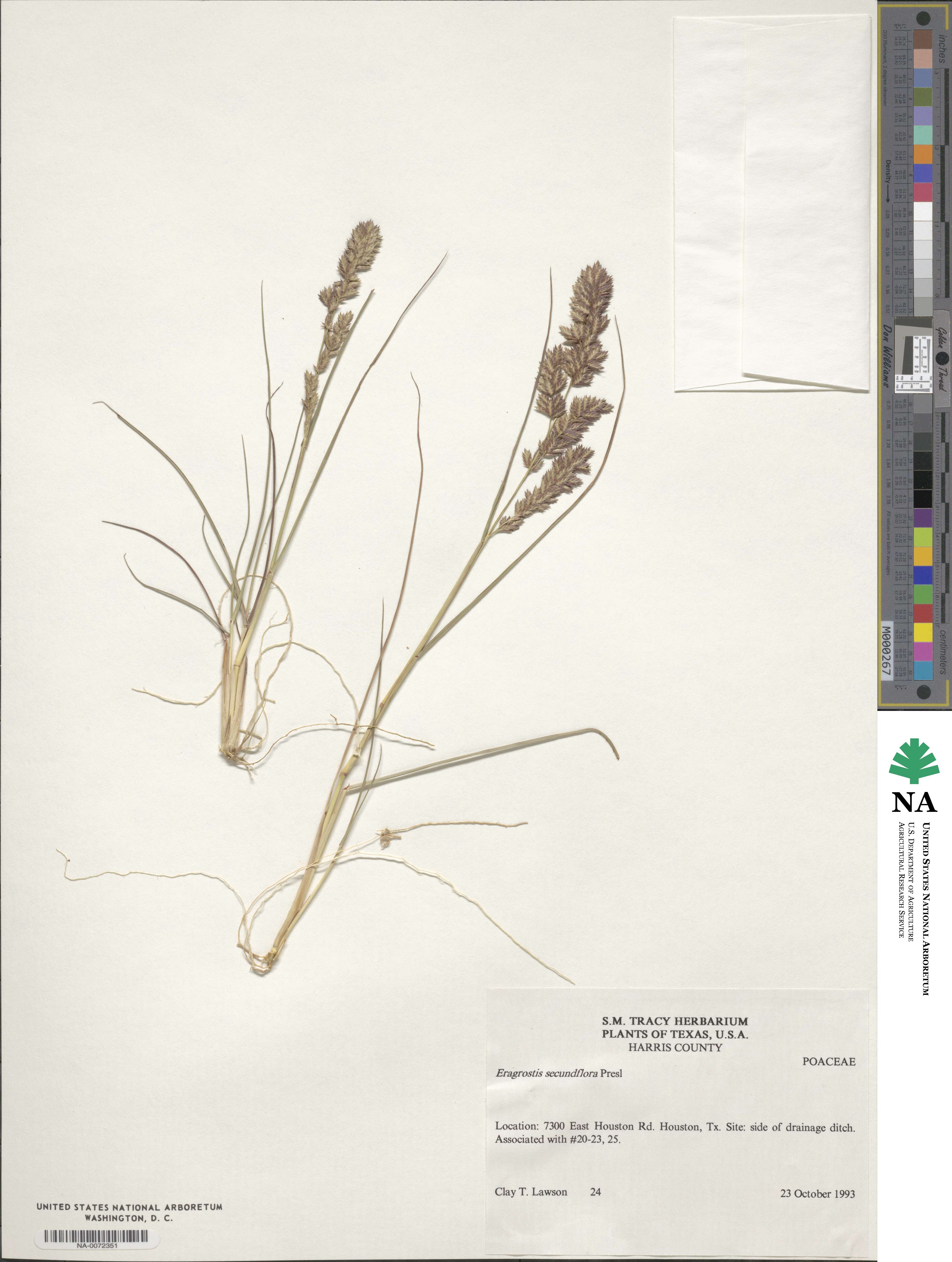 Eragrostis secundiflora image