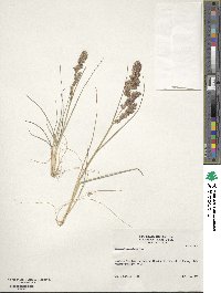 Eragrostis secundiflora image