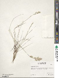 Eragrostis secundiflora image