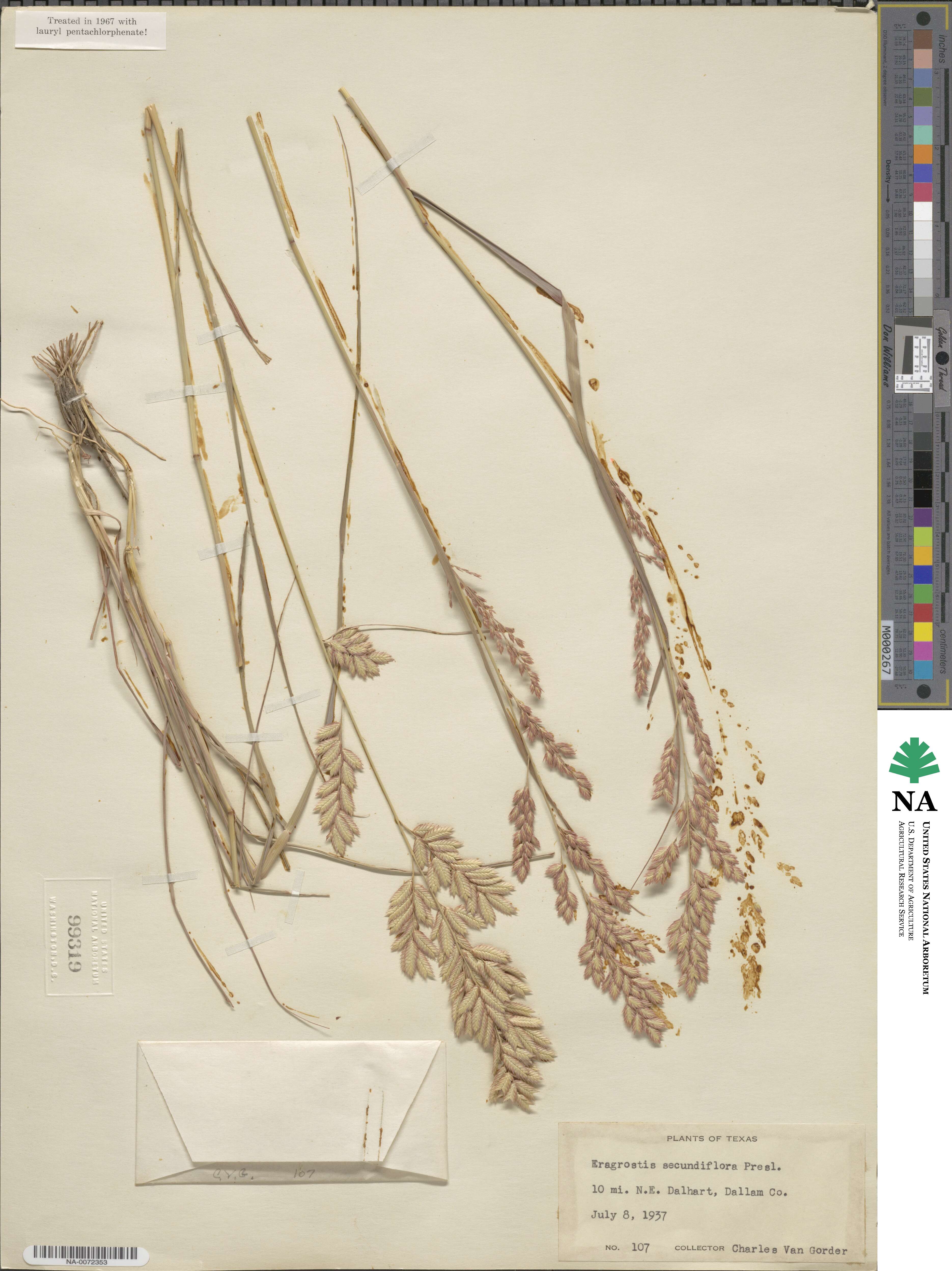 Eragrostis secundiflora image