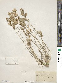 Eragrostis secundiflora image