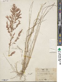 Eragrostis secundiflora image