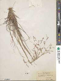 Eragrostis secundiflora image