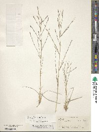 Eragrostis sessilispica image