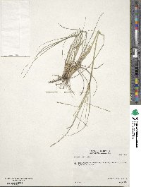 Eragrostis sessilispica image