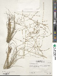 Eragrostis sessilispica image