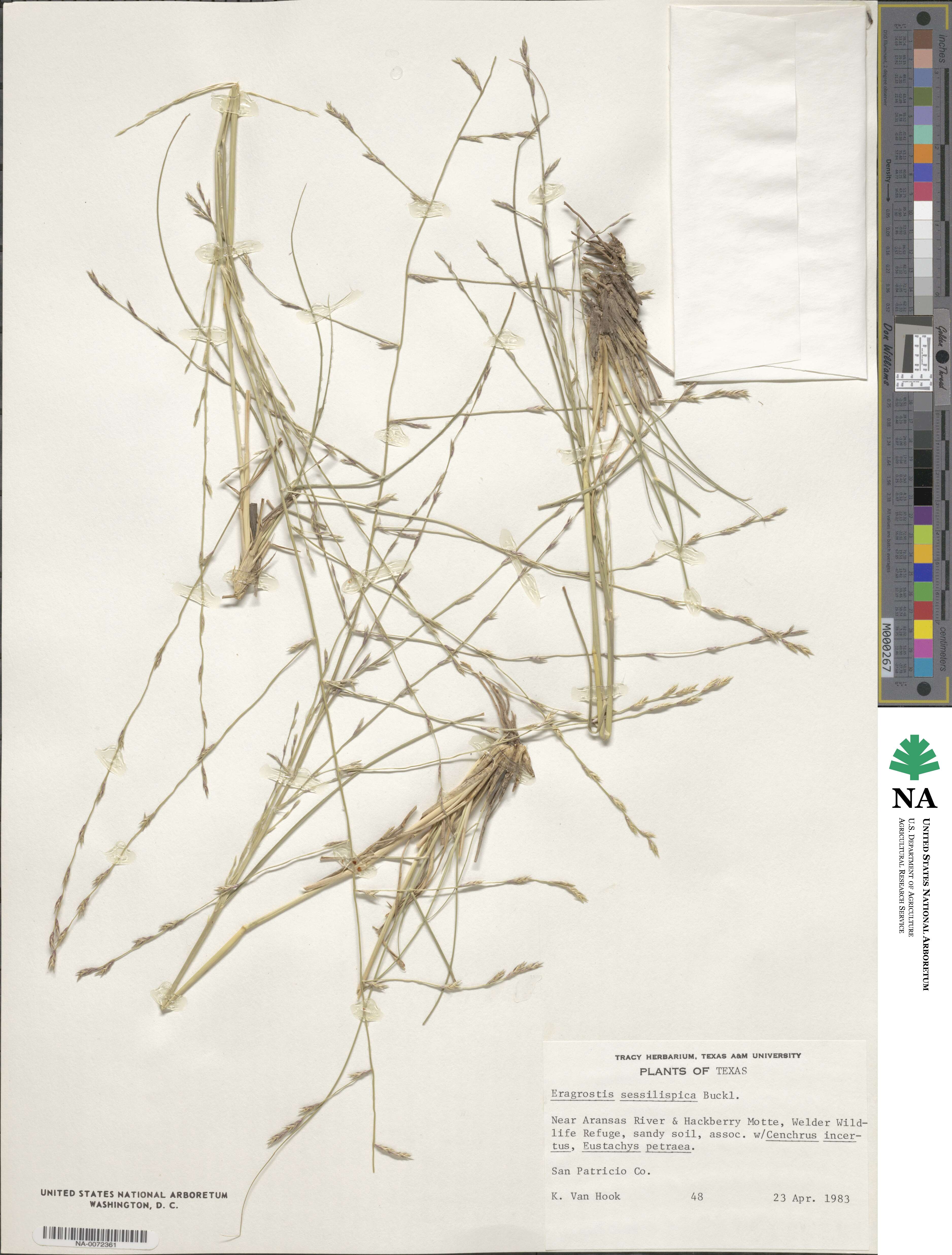 Eragrostis sessilispica image