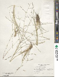 Eragrostis sessilispica image