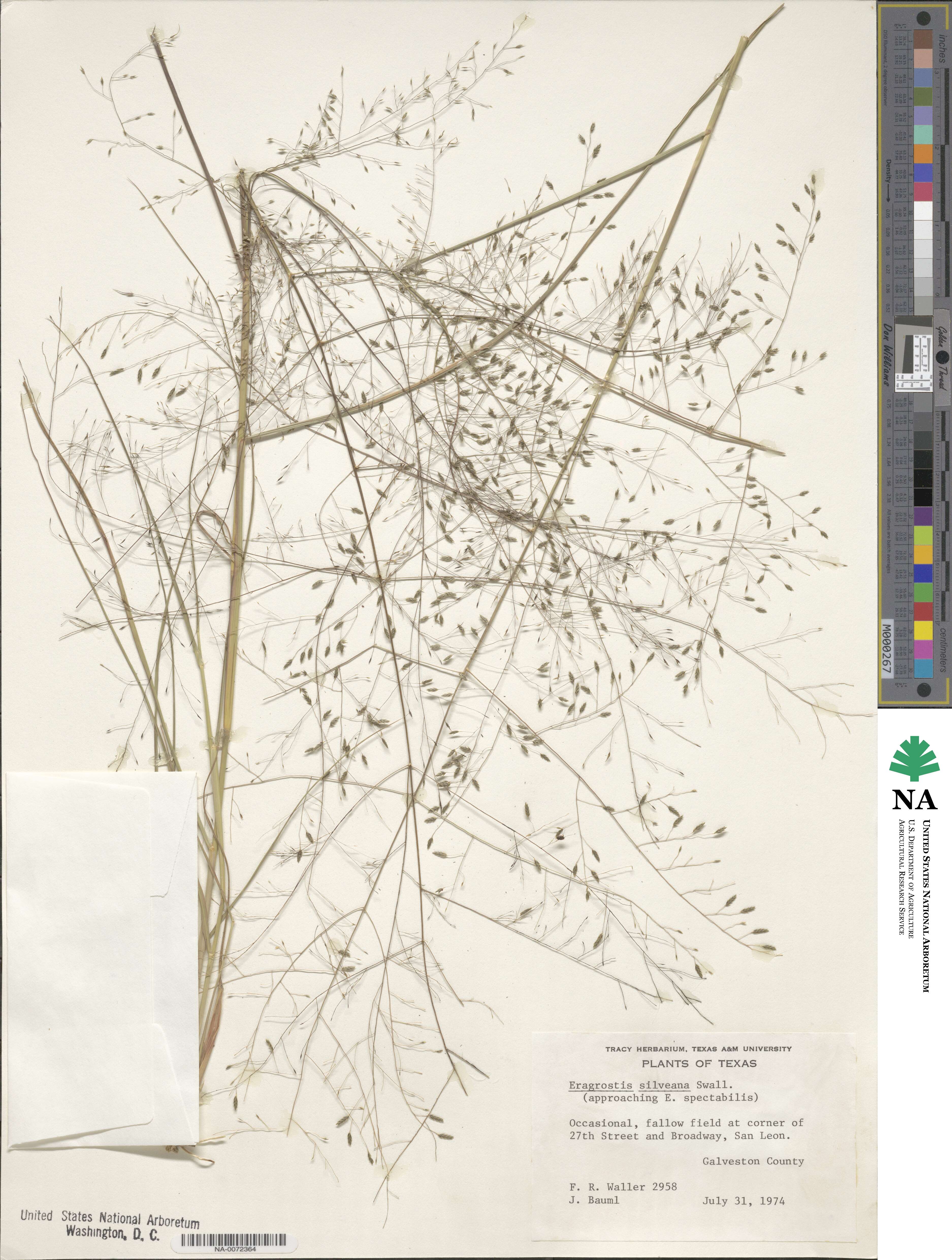 Eragrostis silveana image