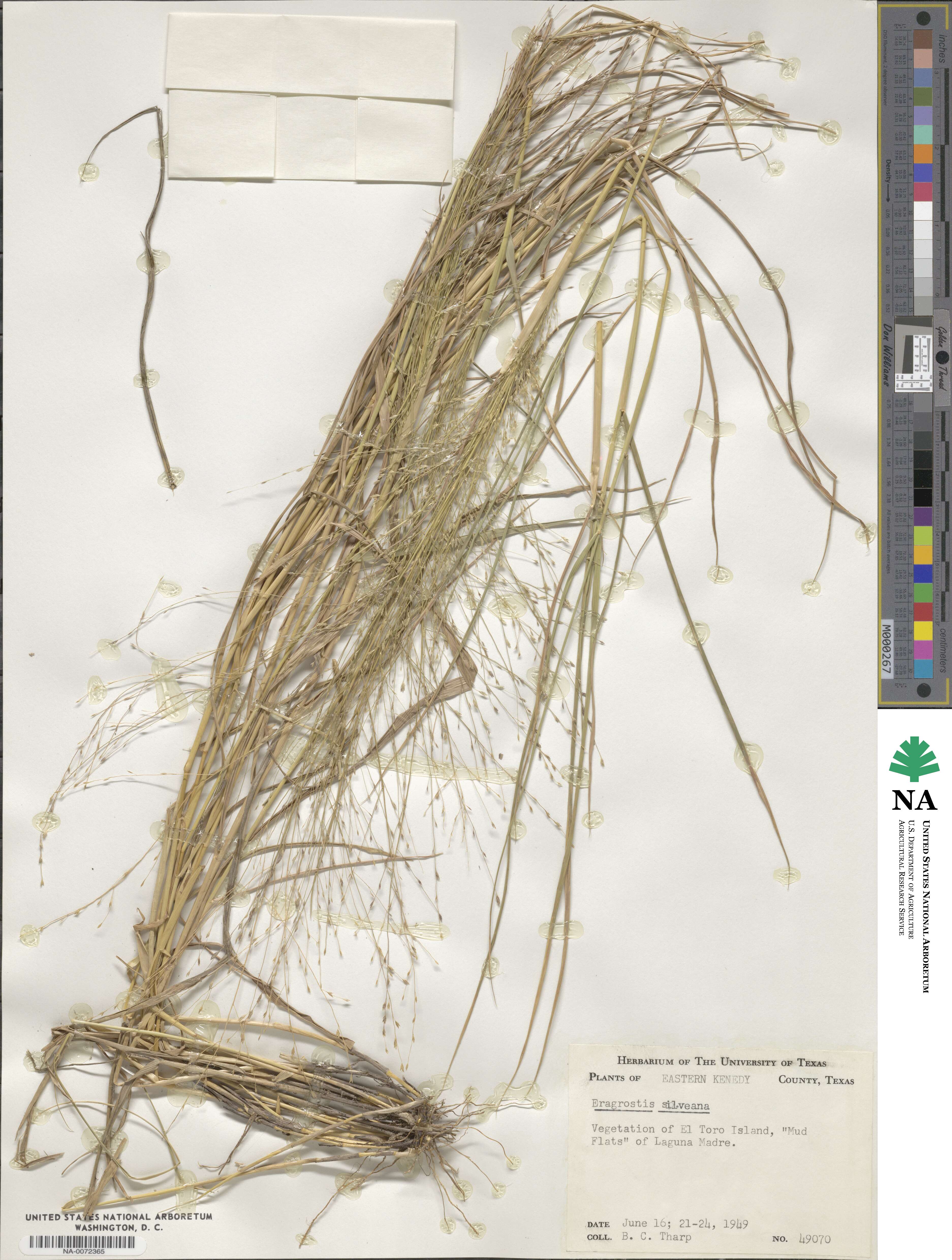 Eragrostis silveana image