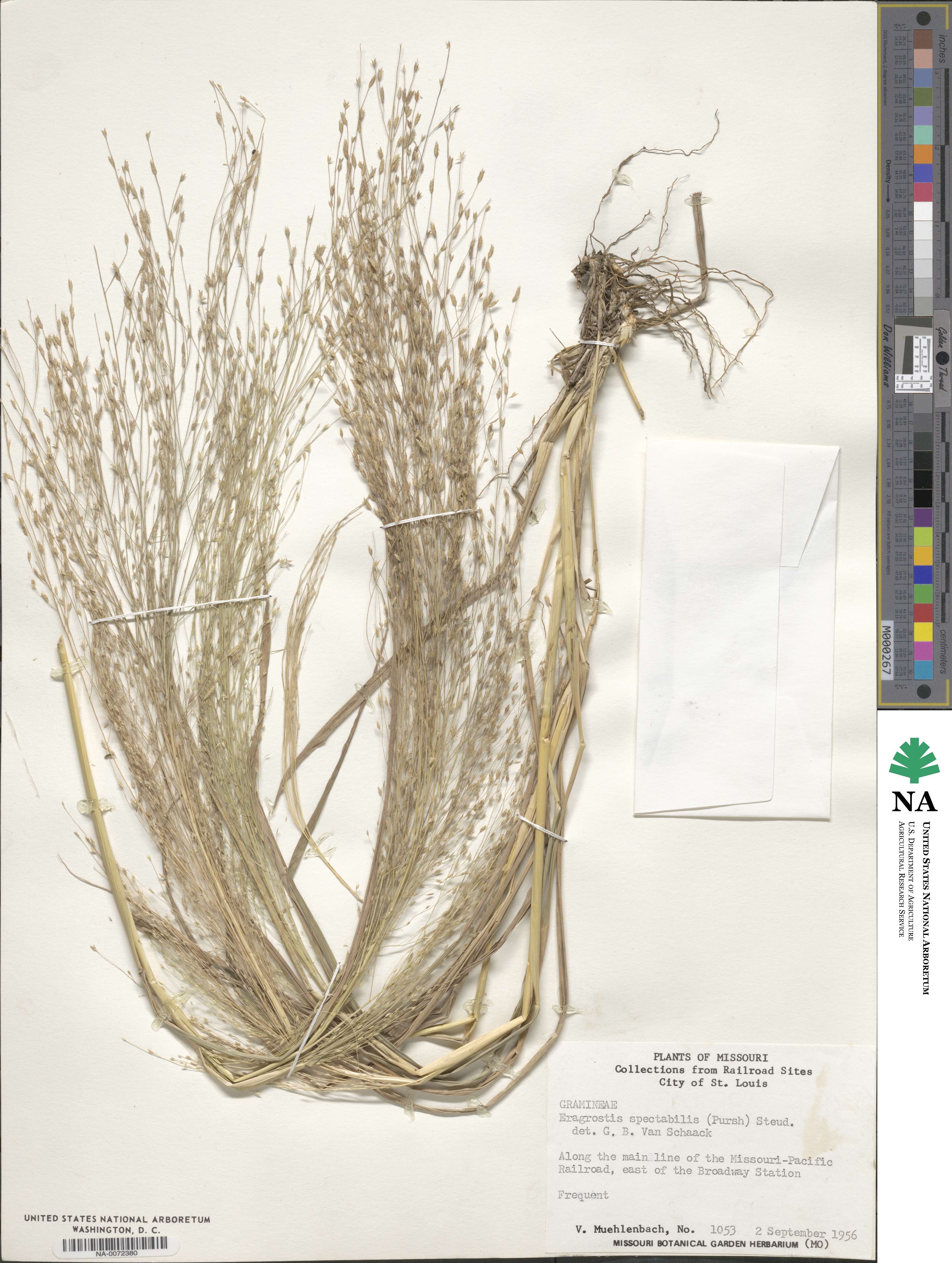 Eragrostis spectabilis image