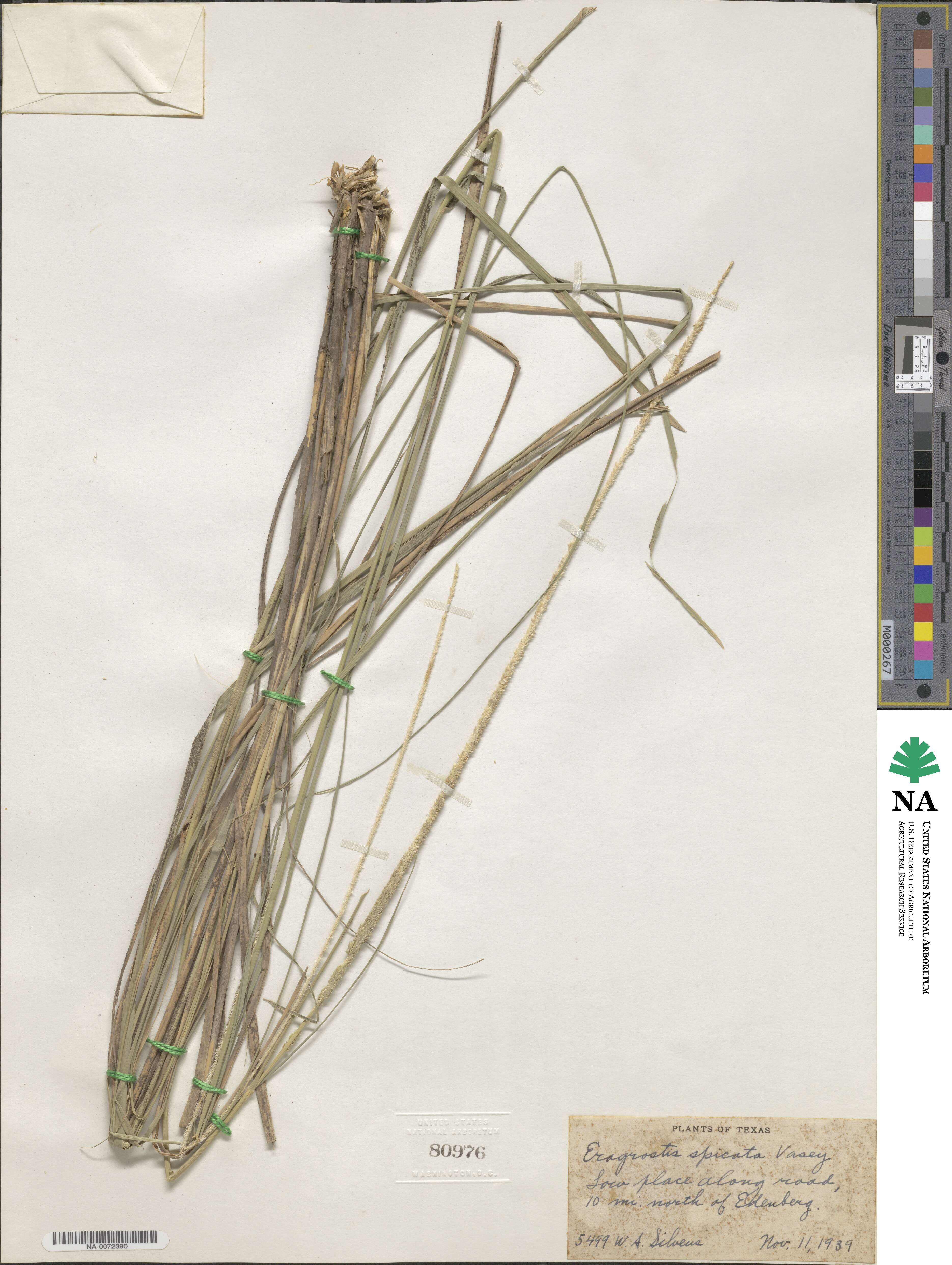 Eragrostis spicata image