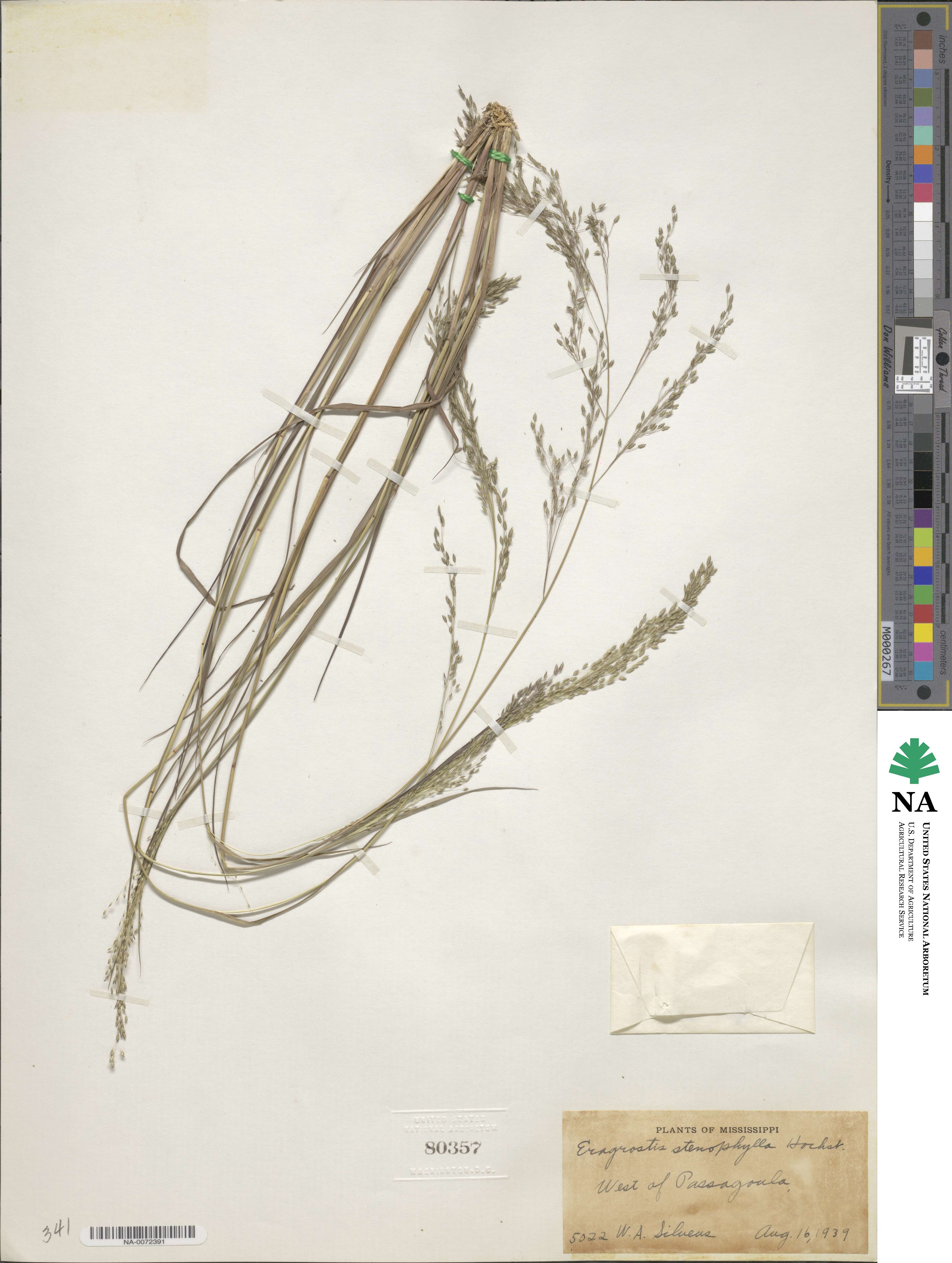 Eragrostis gangetica image