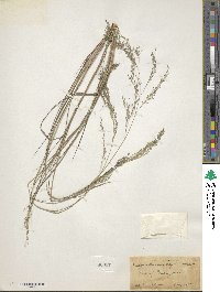 Eragrostis gangetica image