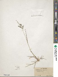 Eragrostis gangetica image