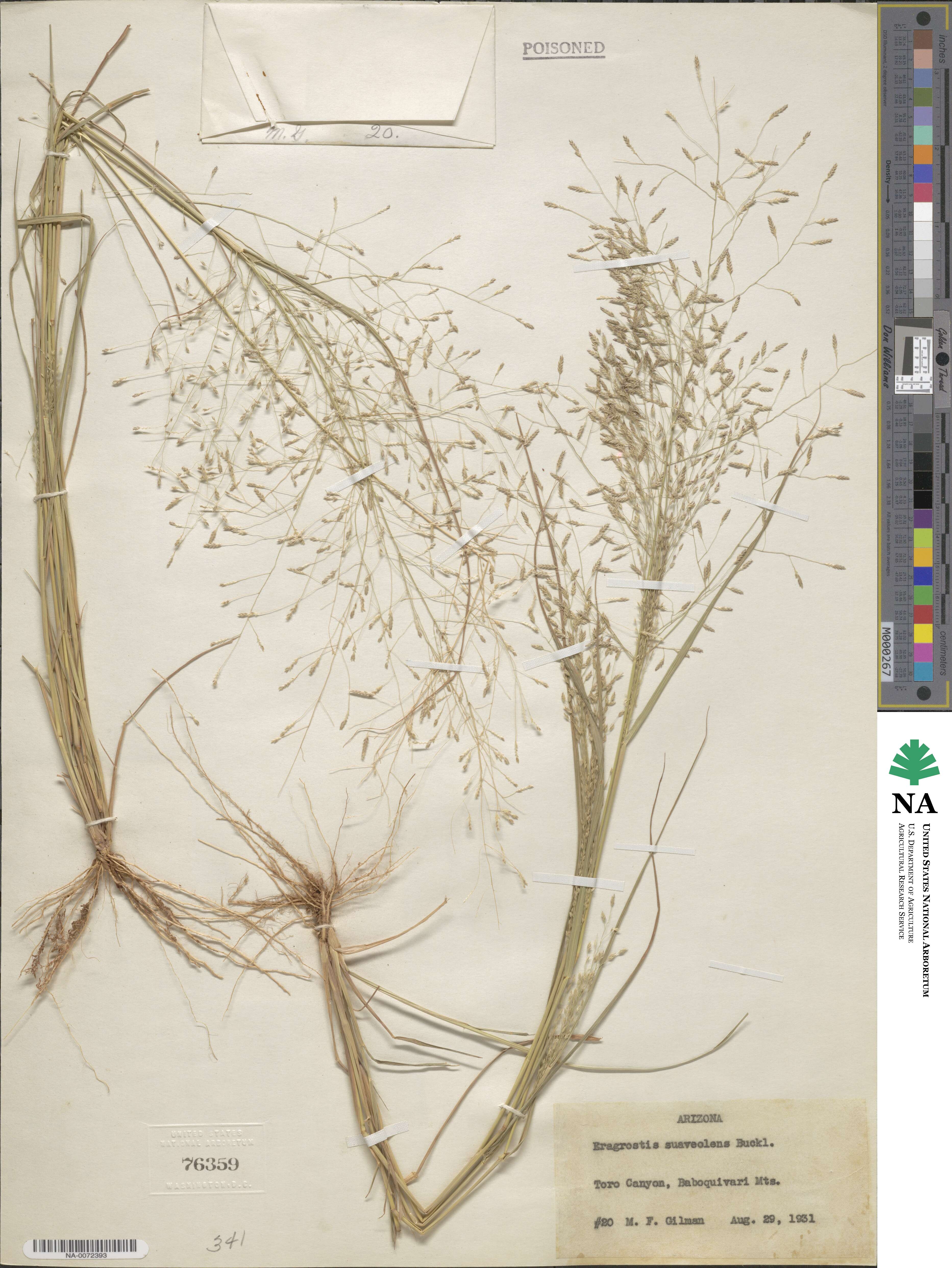 Eragrostis minor image