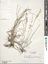 Eragrostis superba image