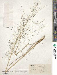 Eragrostis trichodes image