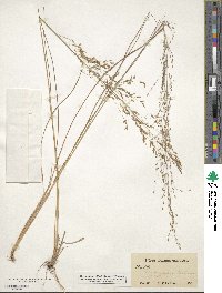 Eragrostis trichodes image