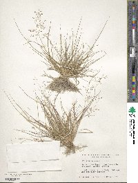 Eragrostis pectinacea image